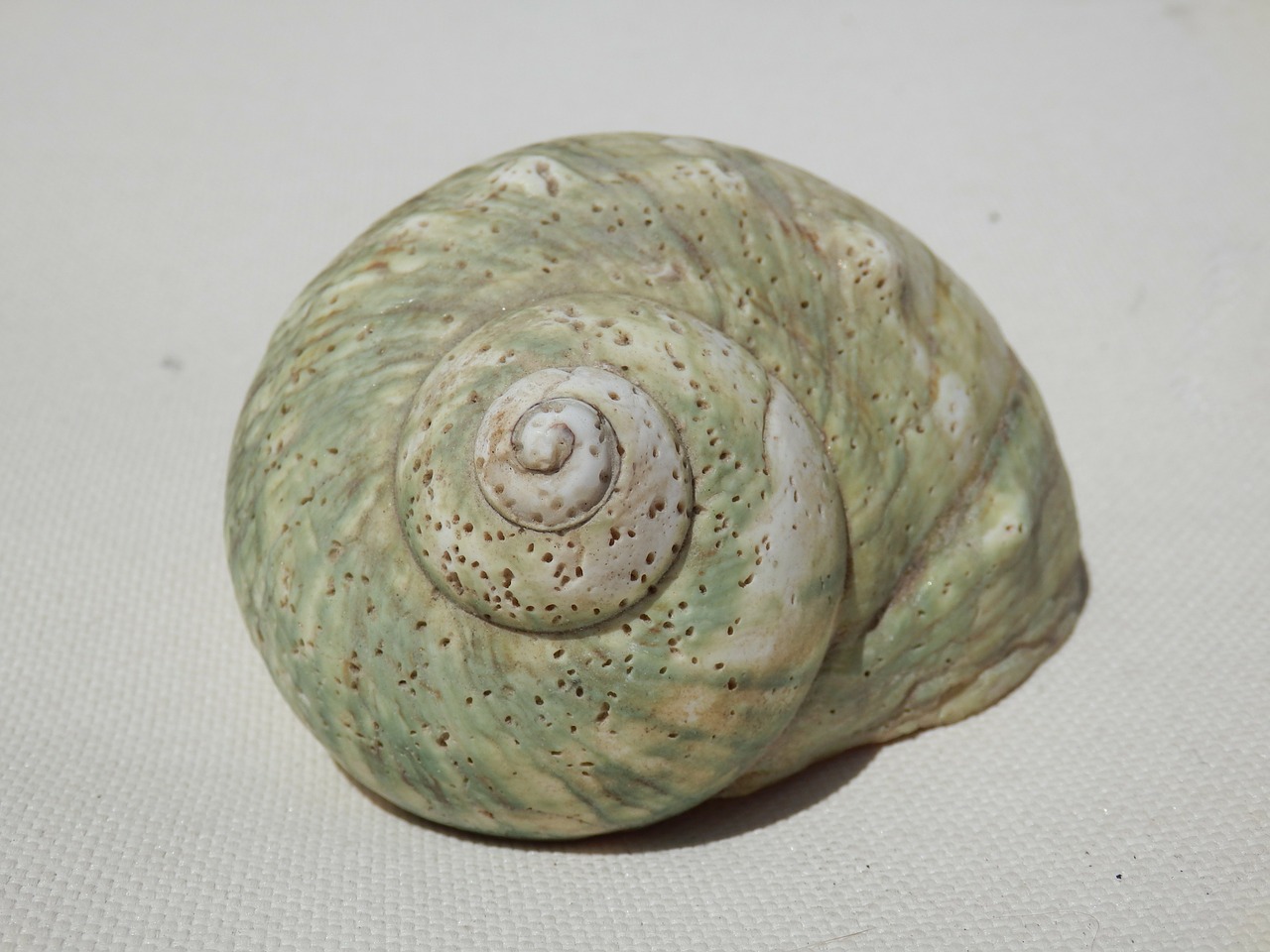 seashell shell sea shell free photo