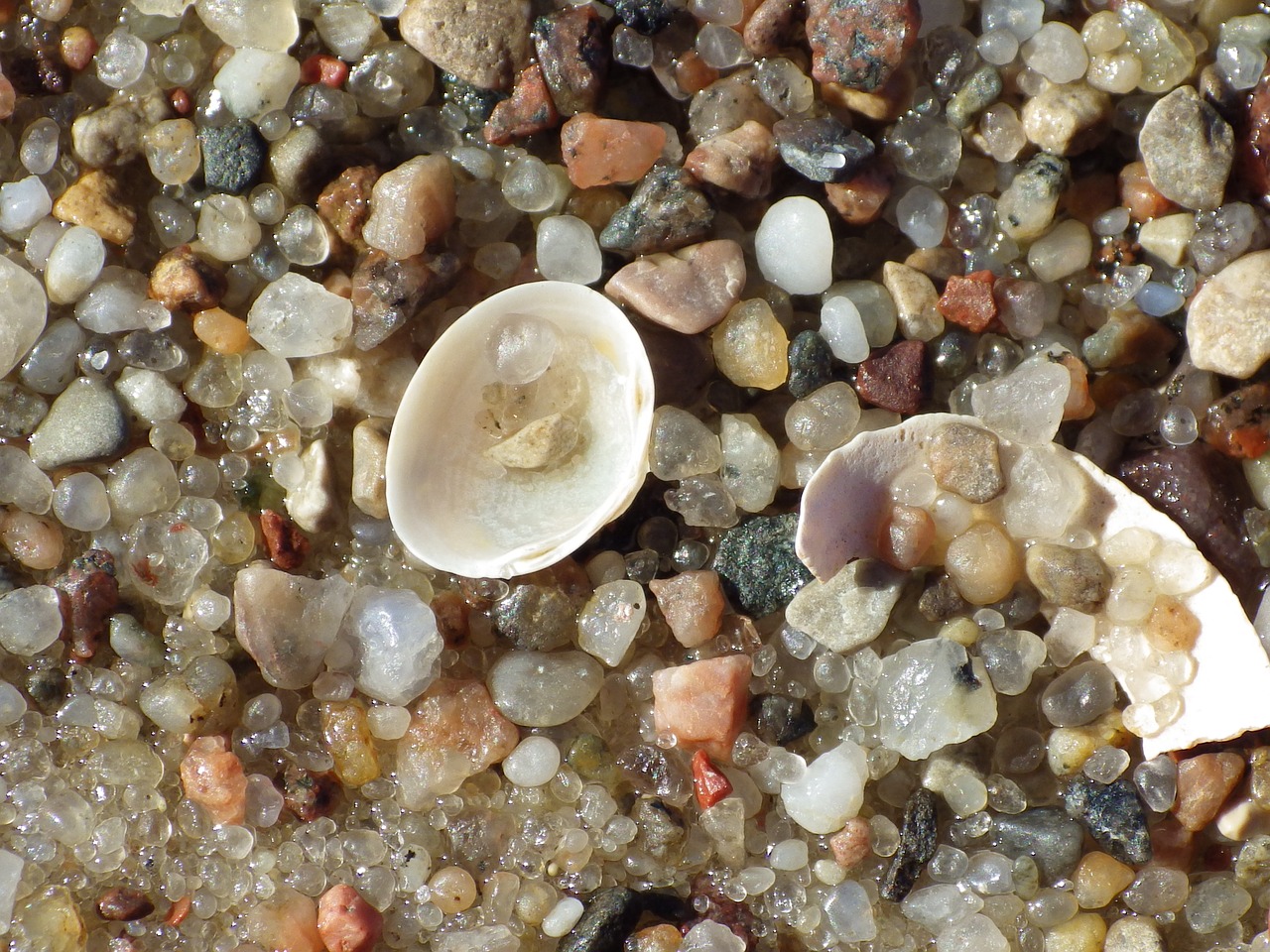 seashell sand on the beach free photo