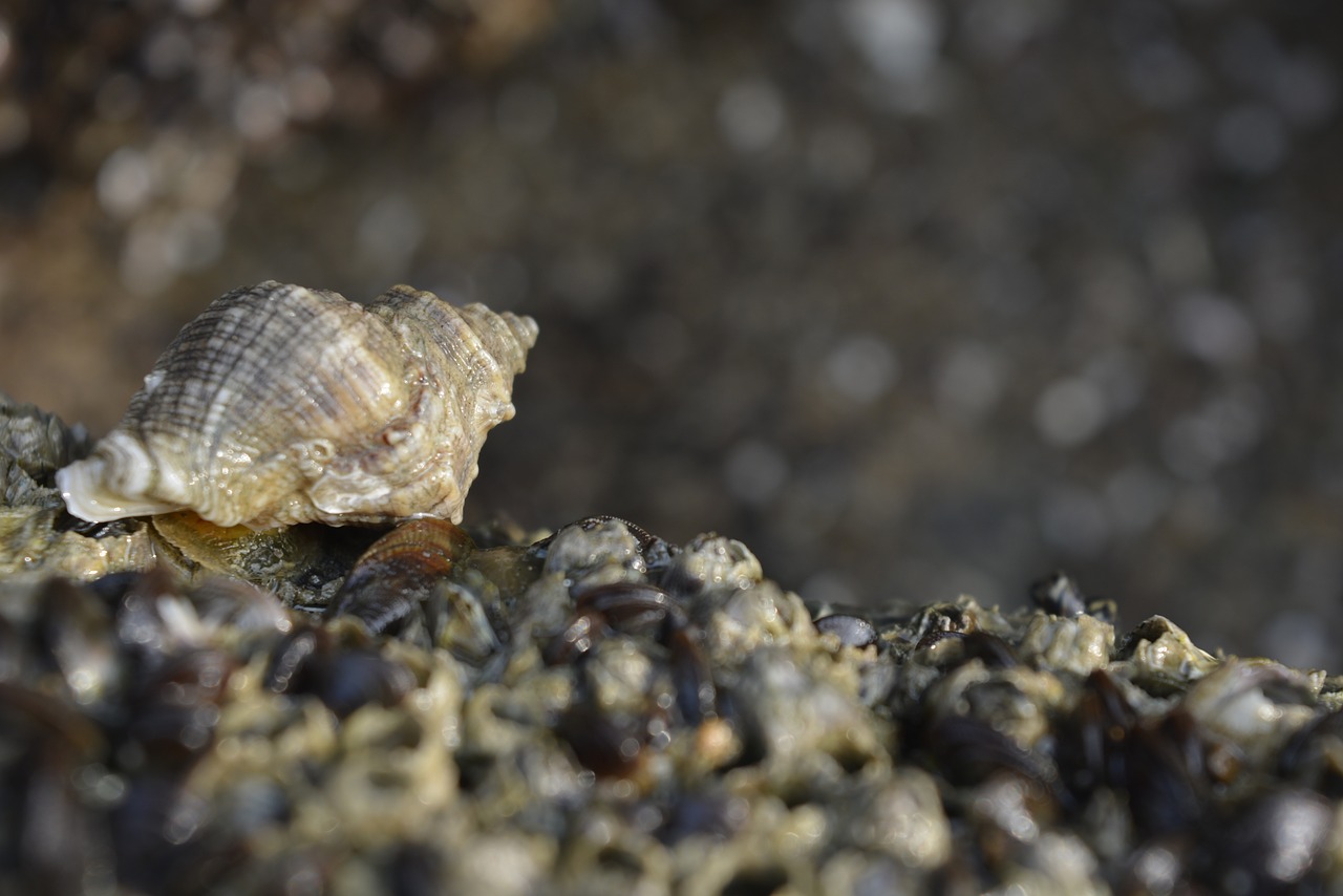 seashell seashells on the sea shore seashells free photo
