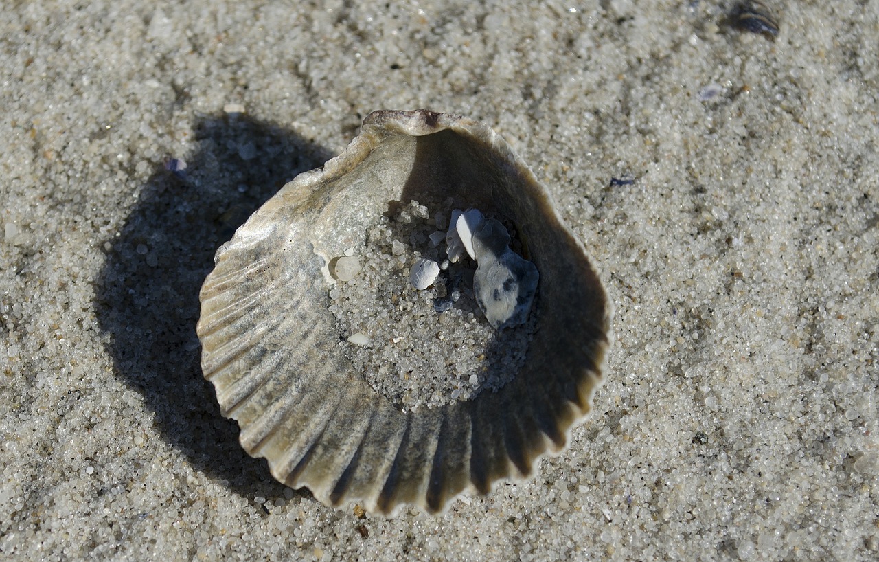 seashell sand beach free photo