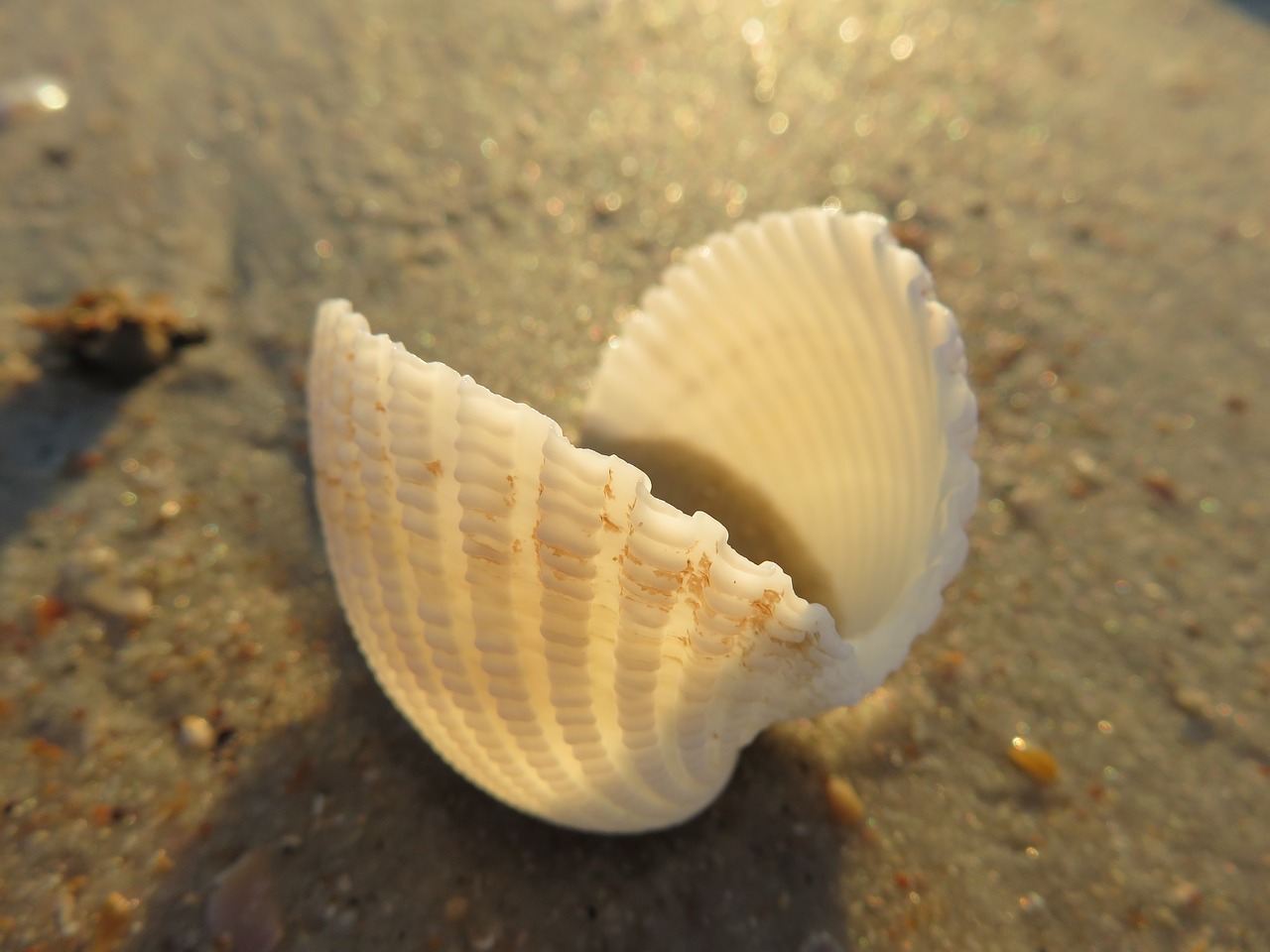 seashell macro beach free photo