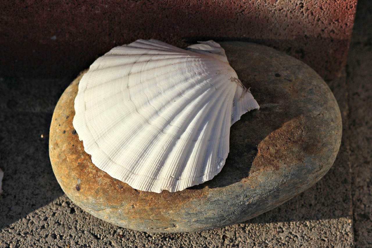seashell clam shell free photo