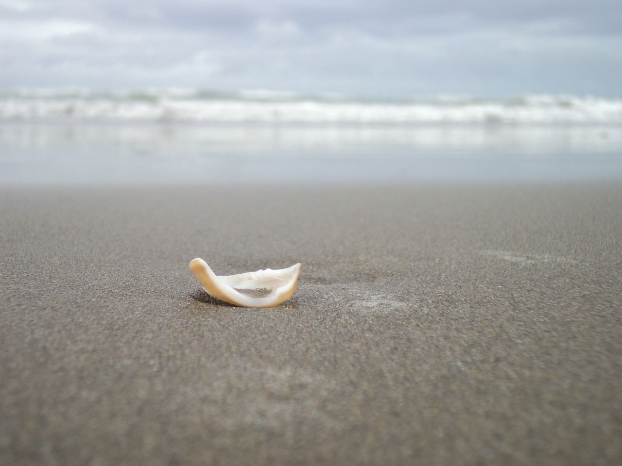 seashell shell crete free photo