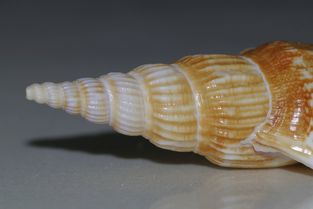 seashell shell spiral free photo