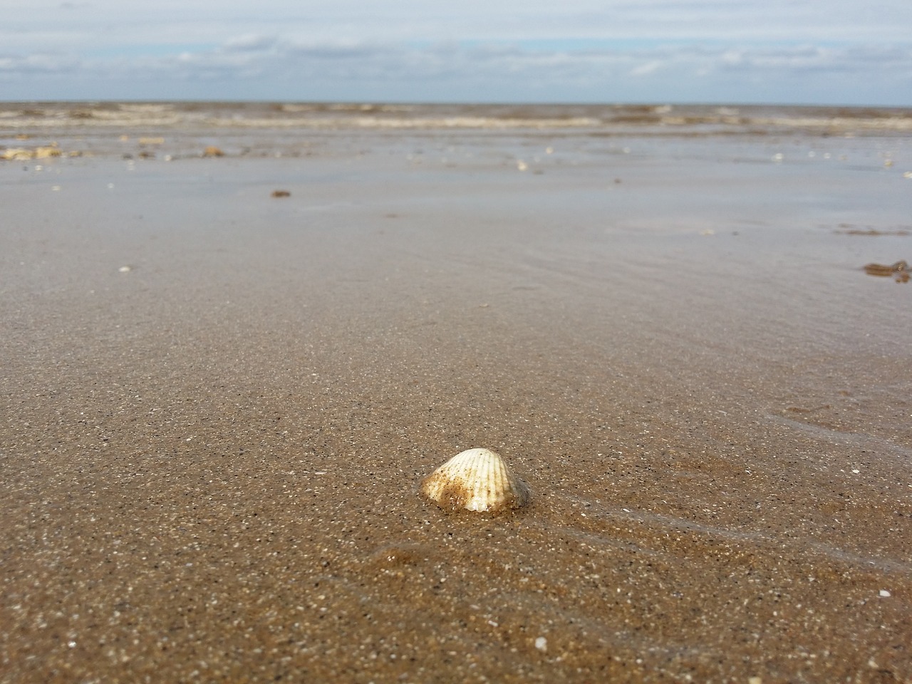 seashell sea beach free photo