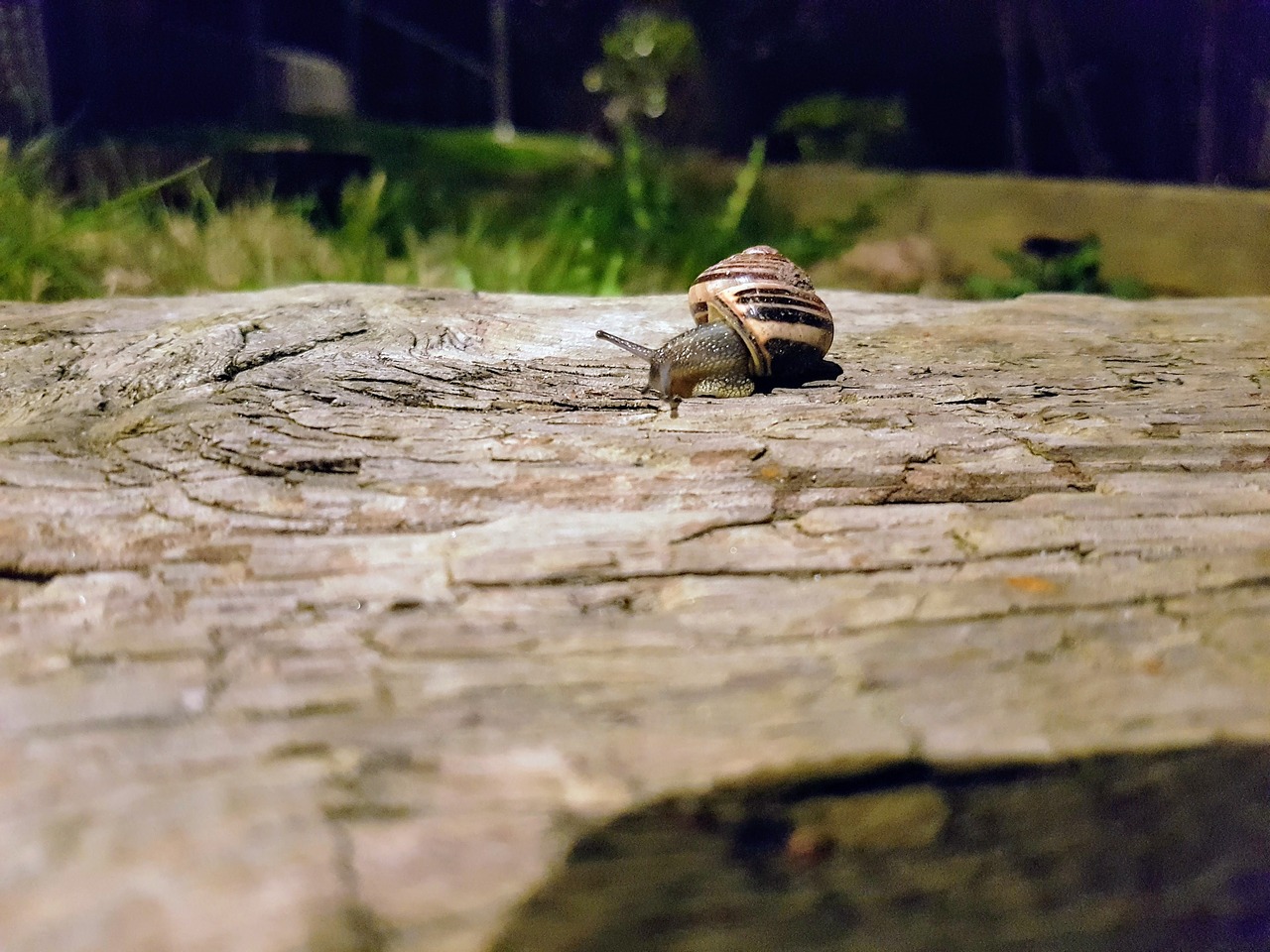 seashell slug garden snail free photo