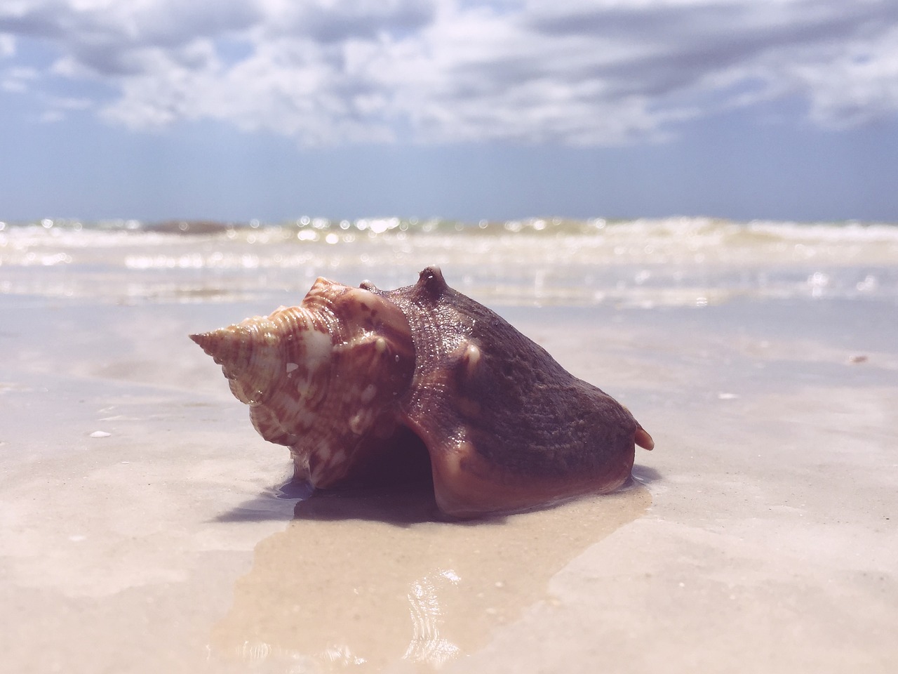 seashell beach sand free photo