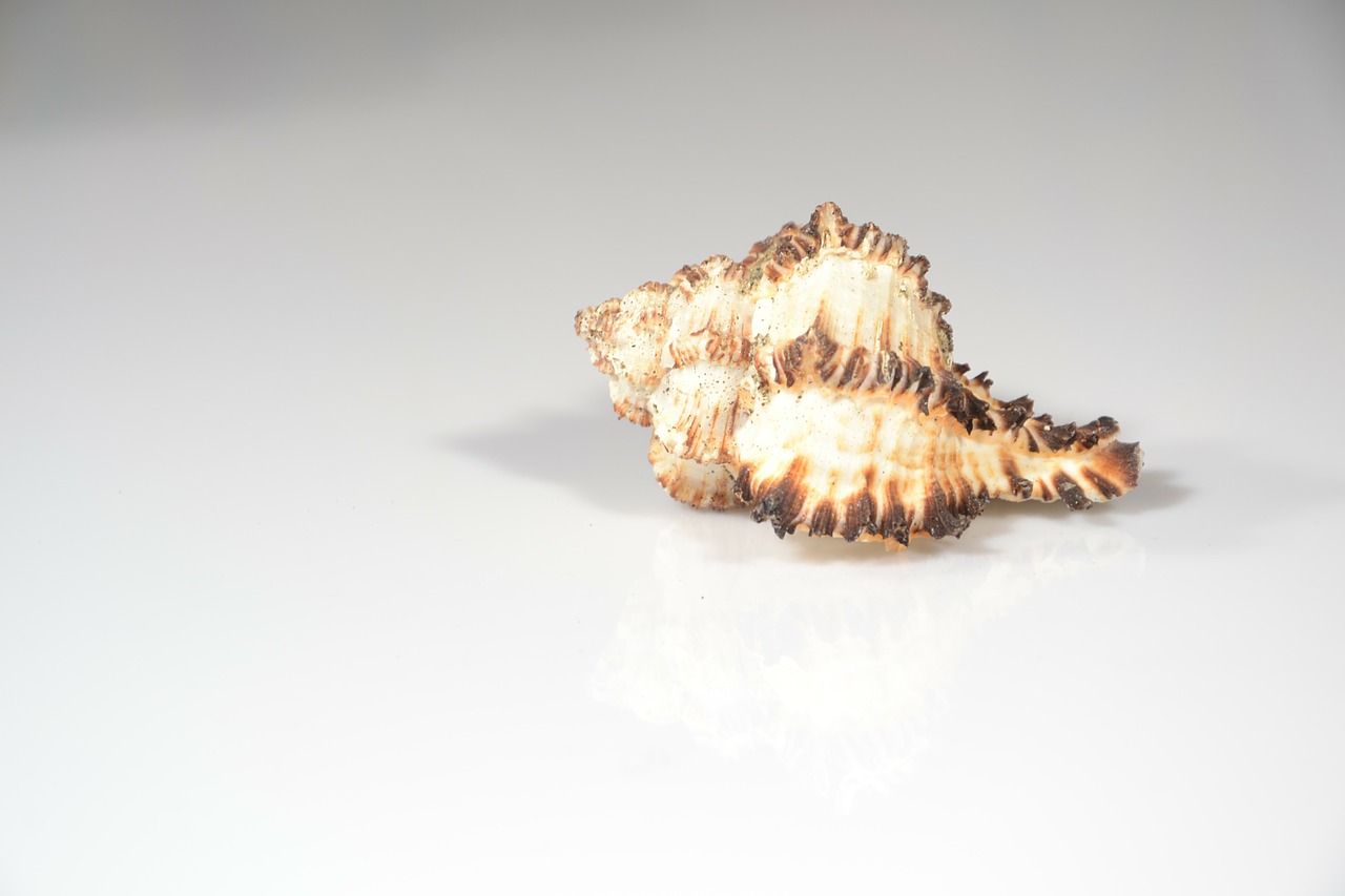 seashell sea scallop free photo