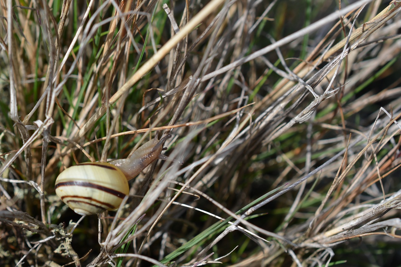 seashell slug climbing free photo