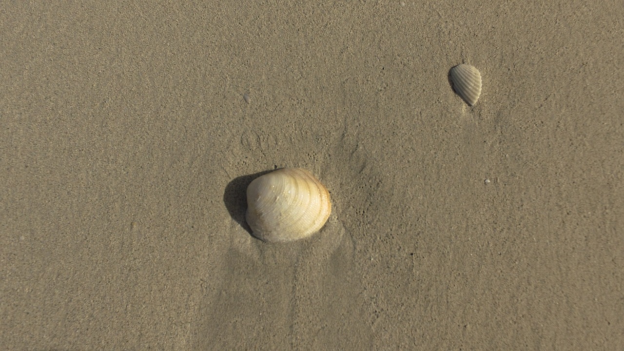 seashell scallop sea free photo