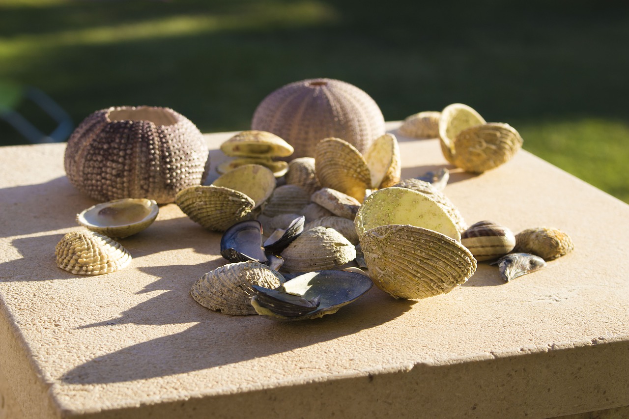 seashell the clams spiral free photo