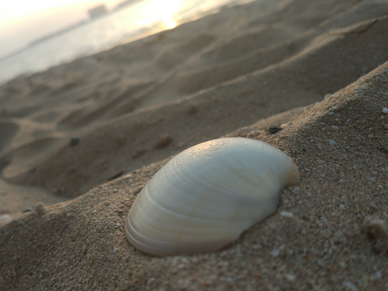 seashell sand sea free photo