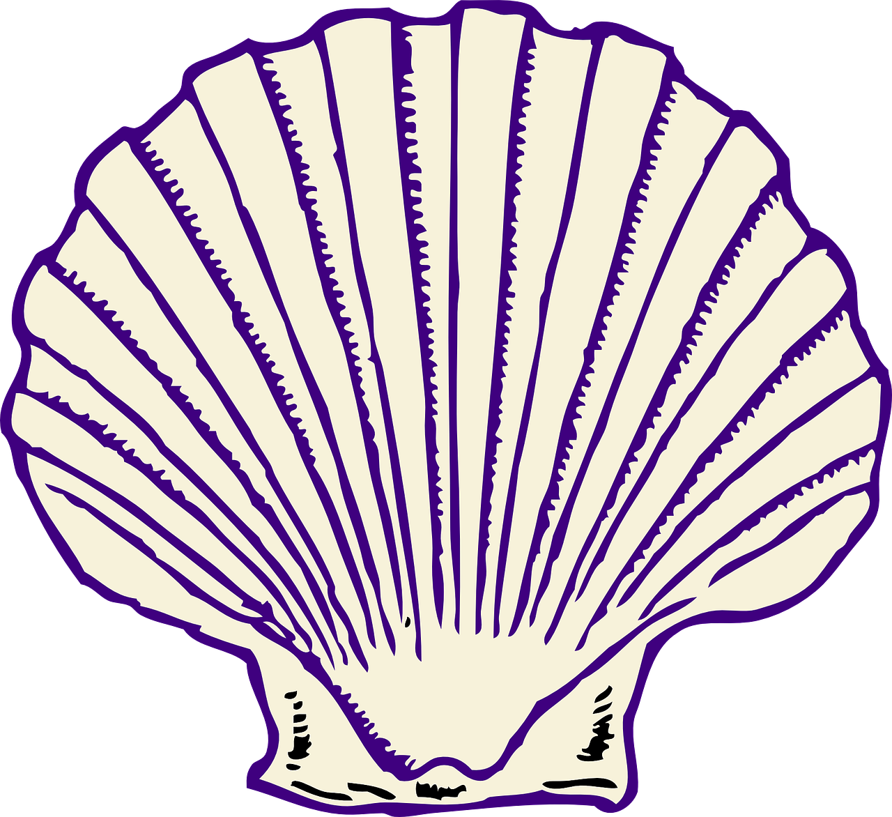 seashell clam fan free photo