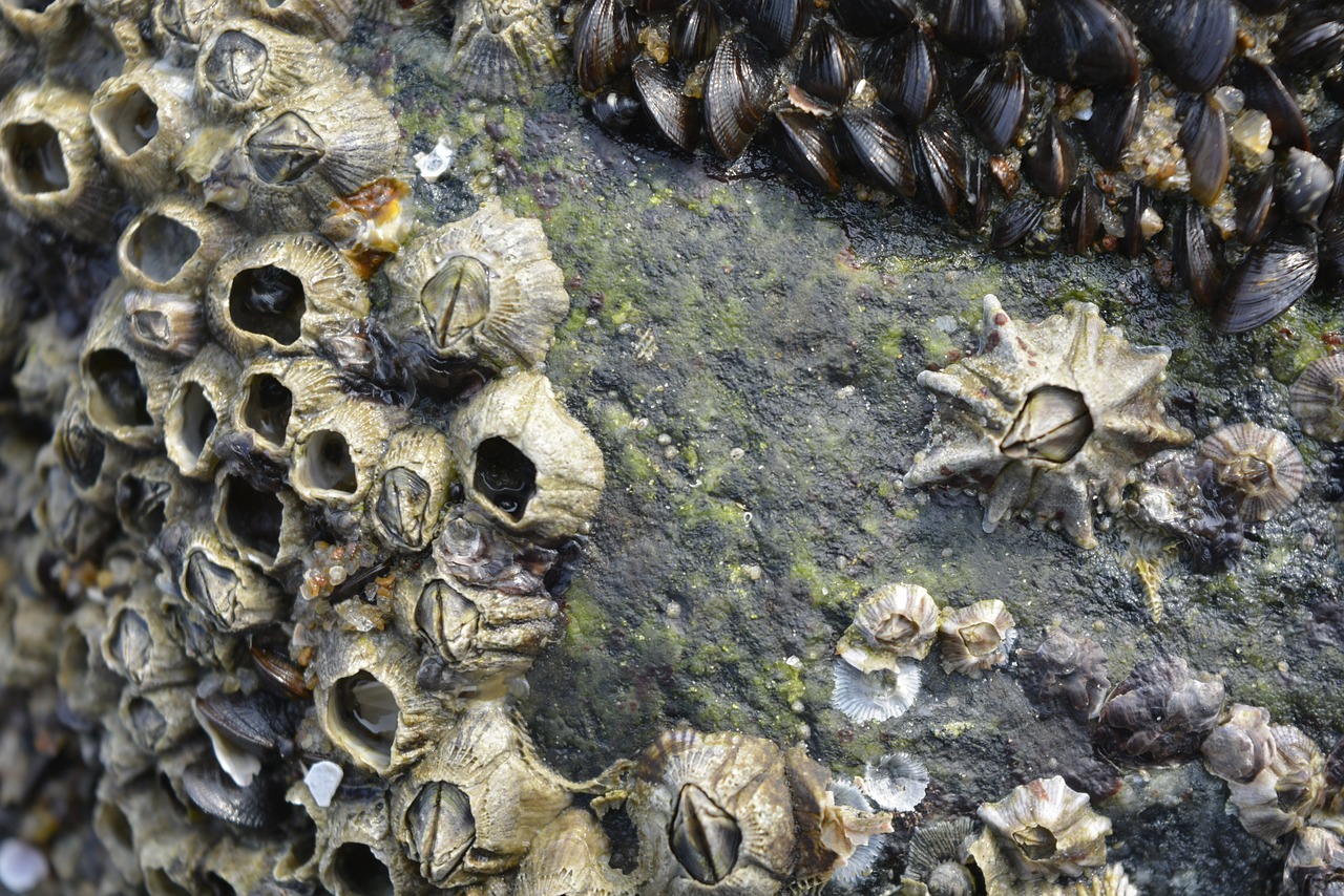 seashell seashore stone free photo