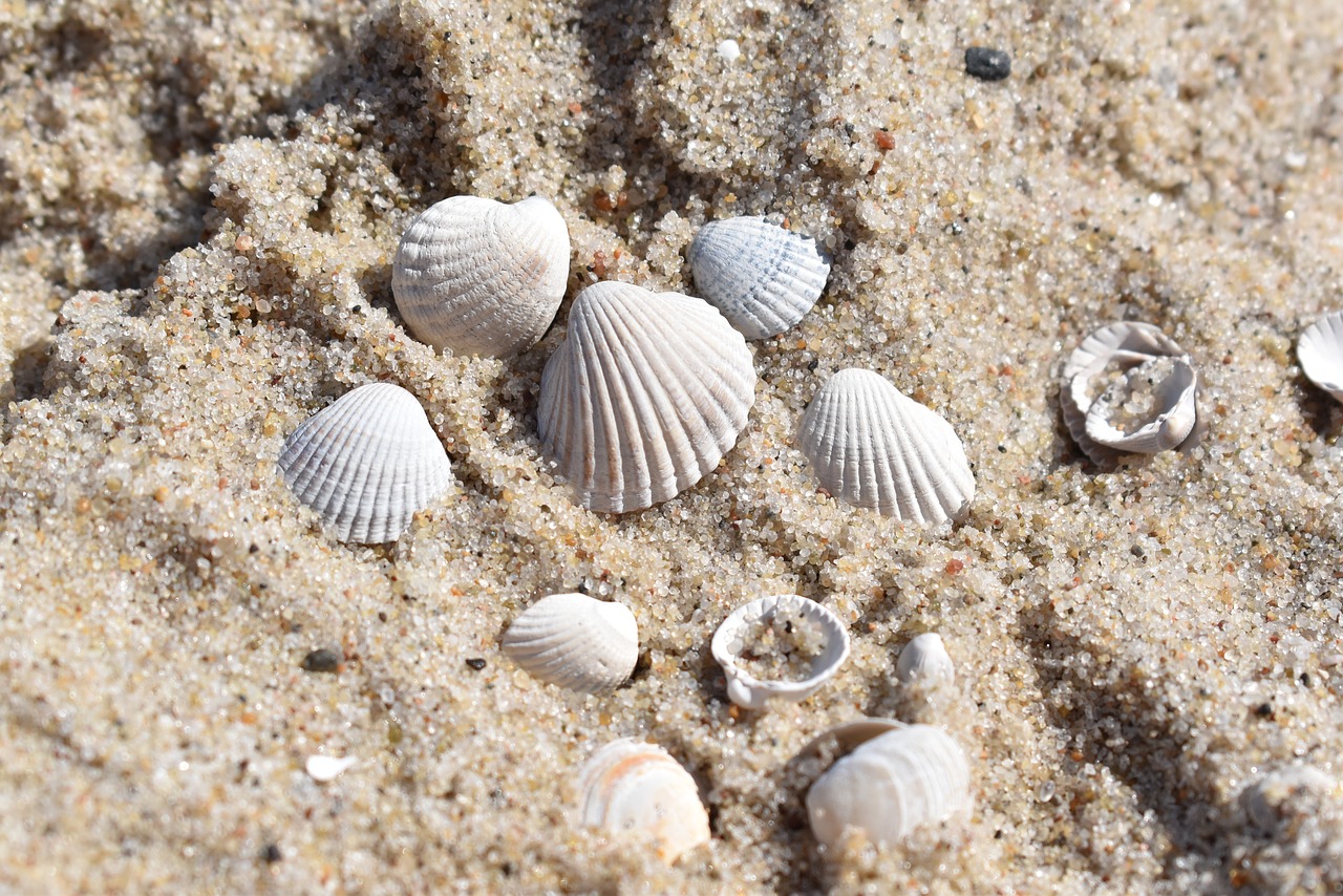 seashell sand beach free photo