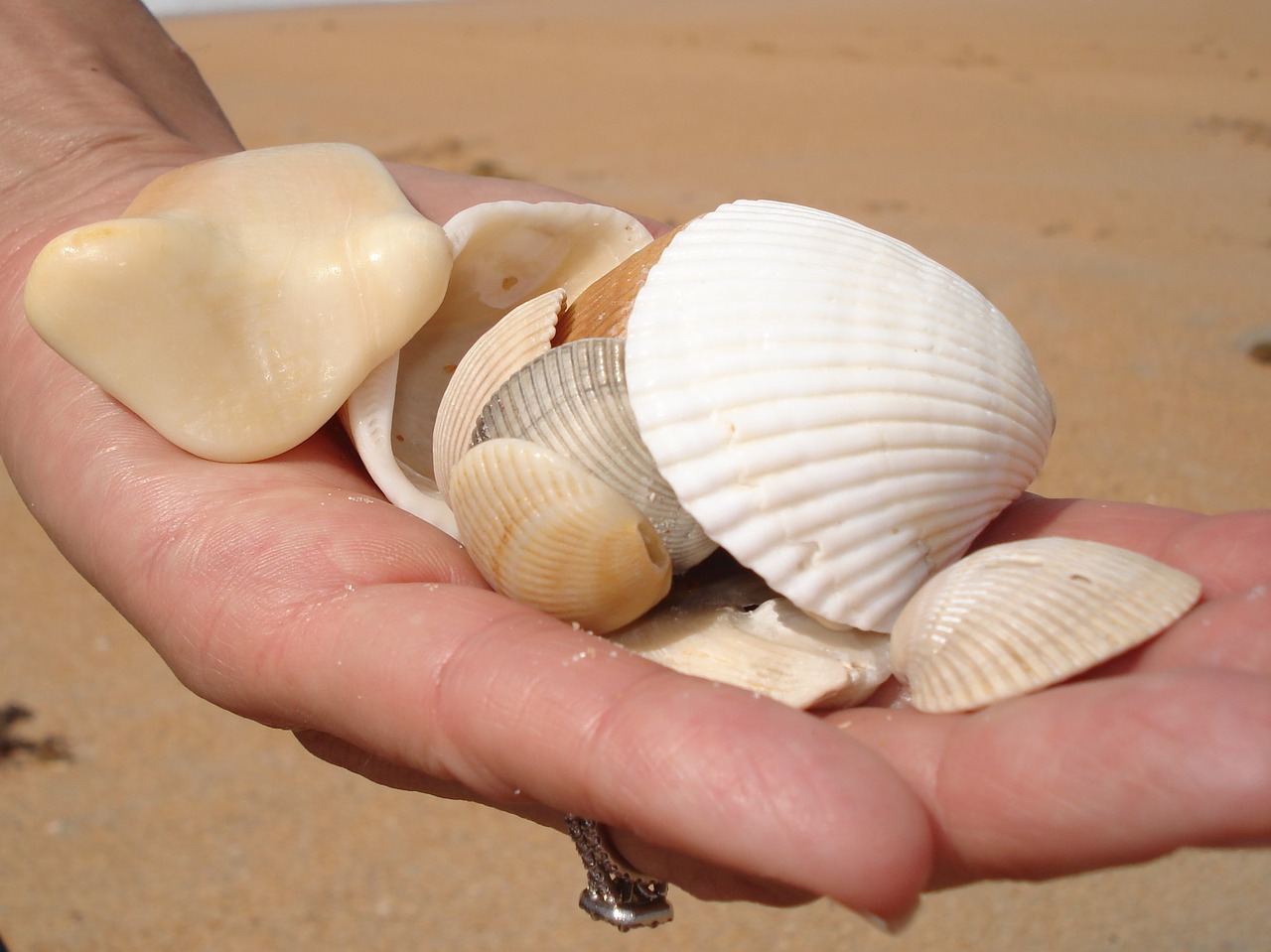 seashell shell beach free photo