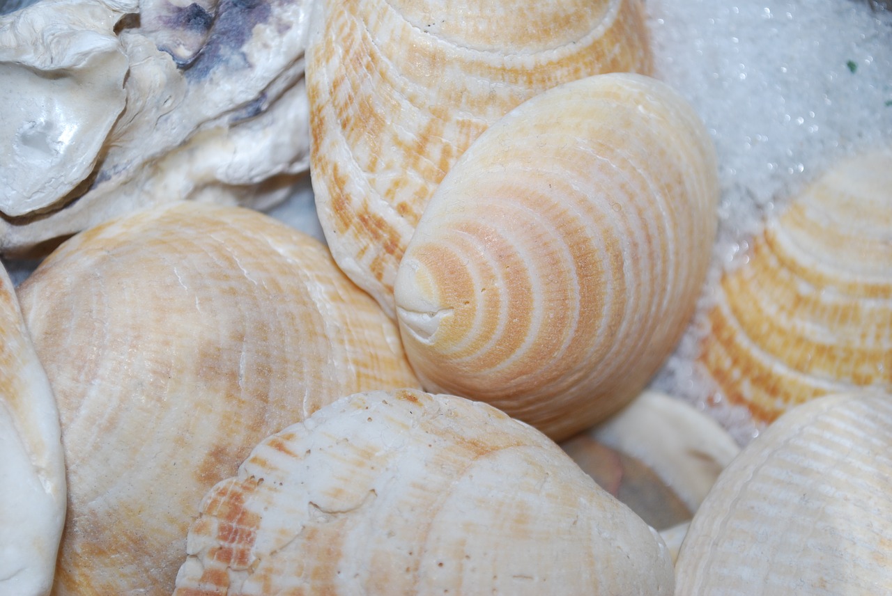 seashell  sea  shellfish free photo