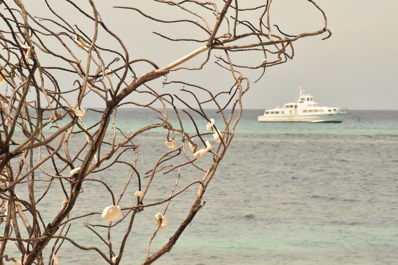 seashell  tree  nature free photo