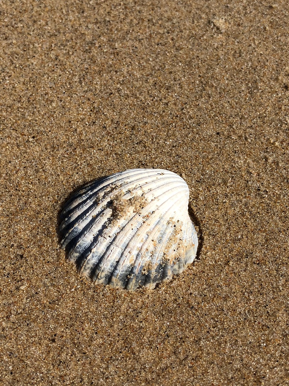 seashell  sand  beach free photo