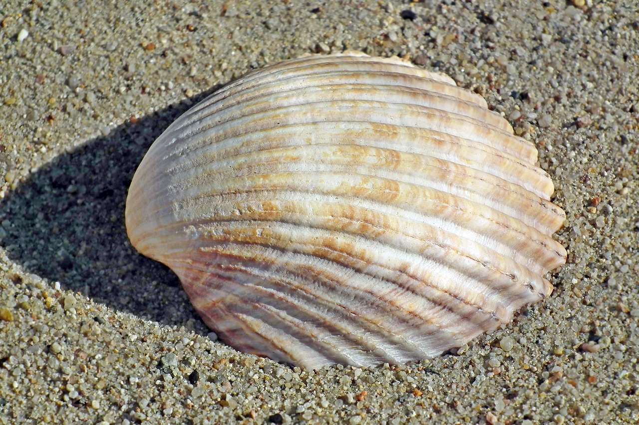 seashell  sand  sea free photo