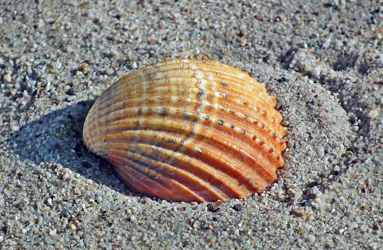 seashell  sand  sea free photo