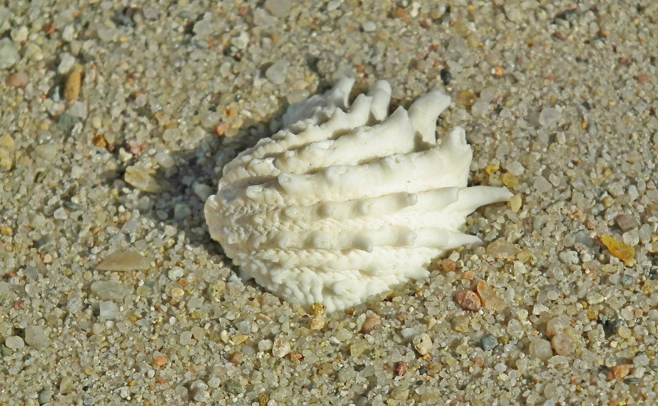 seashell  shellfish  sand free photo