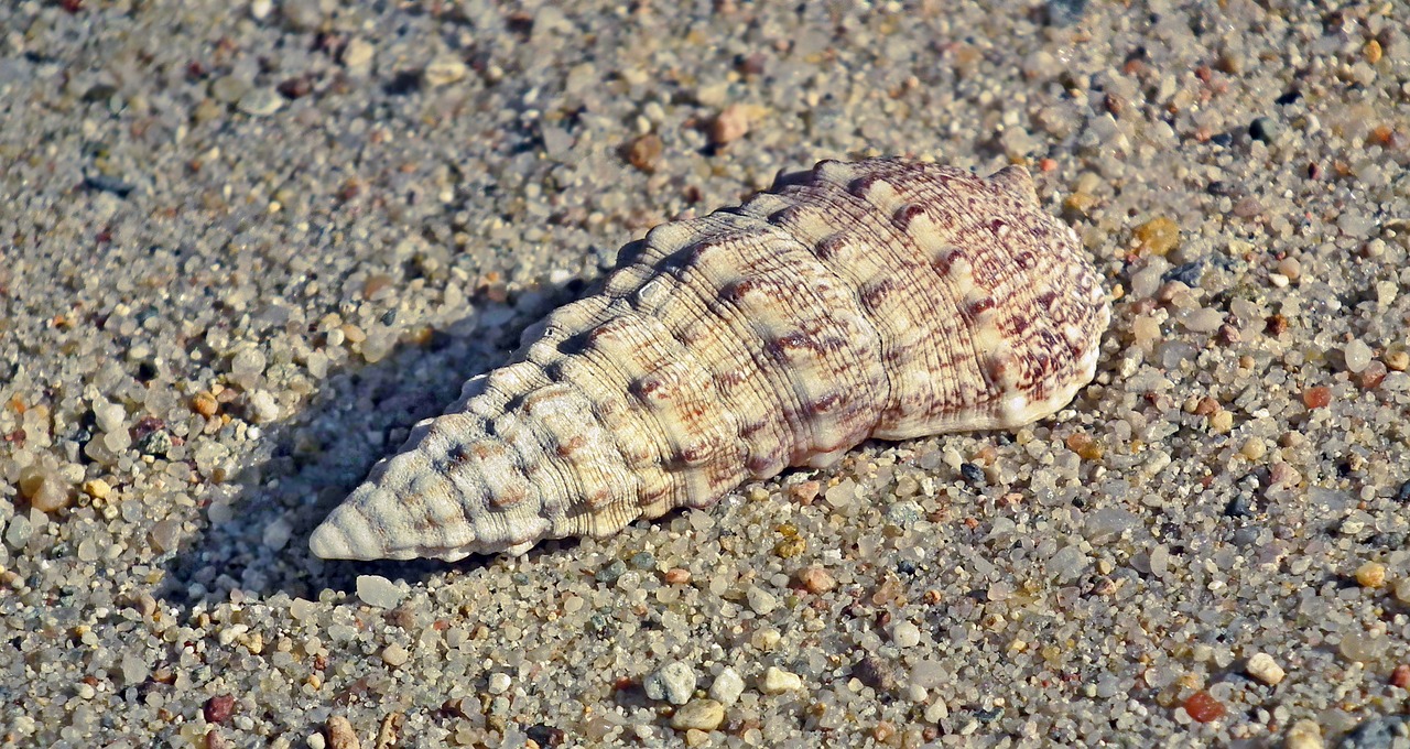 seashell  sand  summer free photo