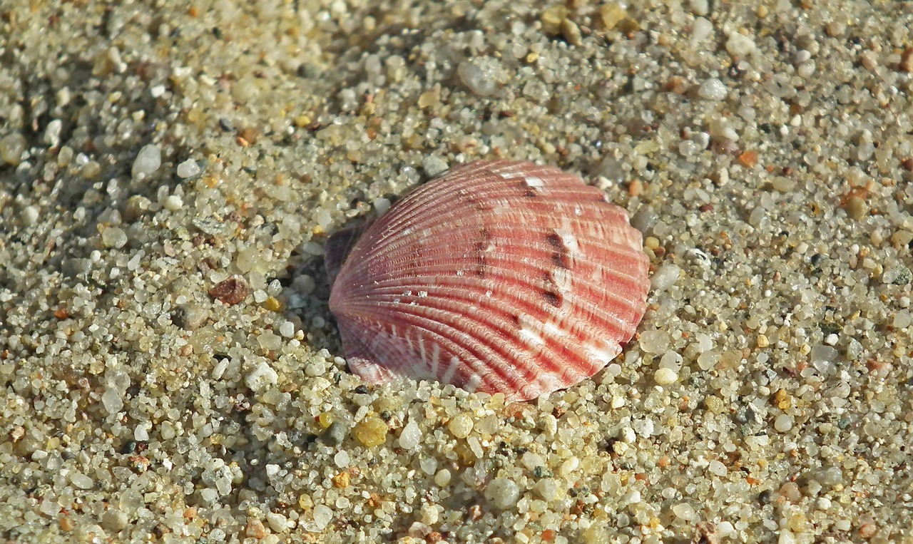 seashell  sand  ocean free photo