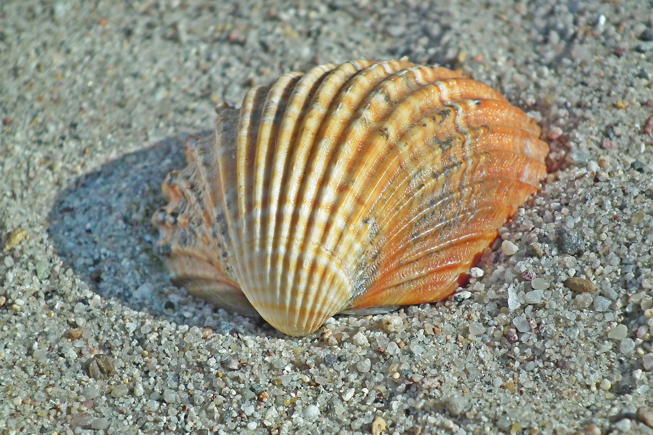 seashell  sand  ocean free photo