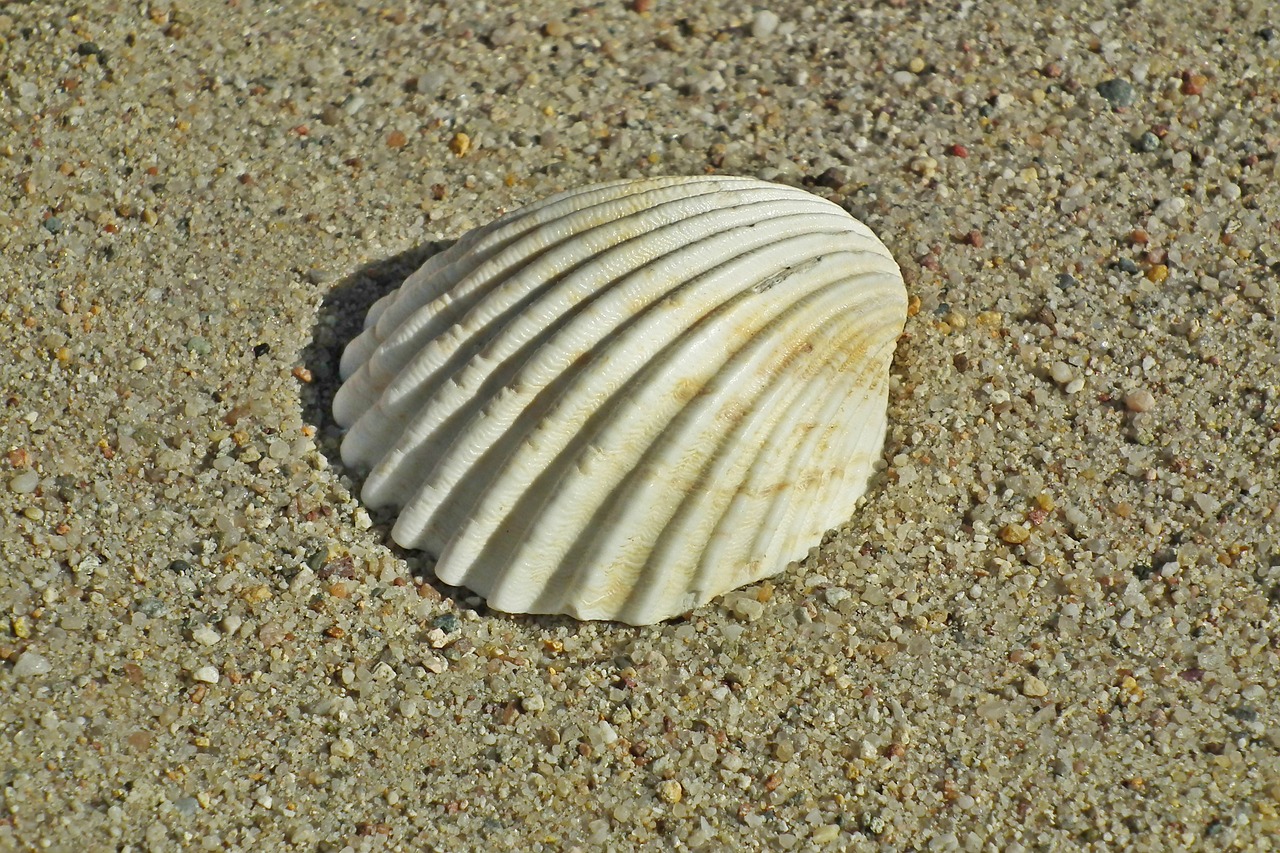 seashell  holidays  summer free photo