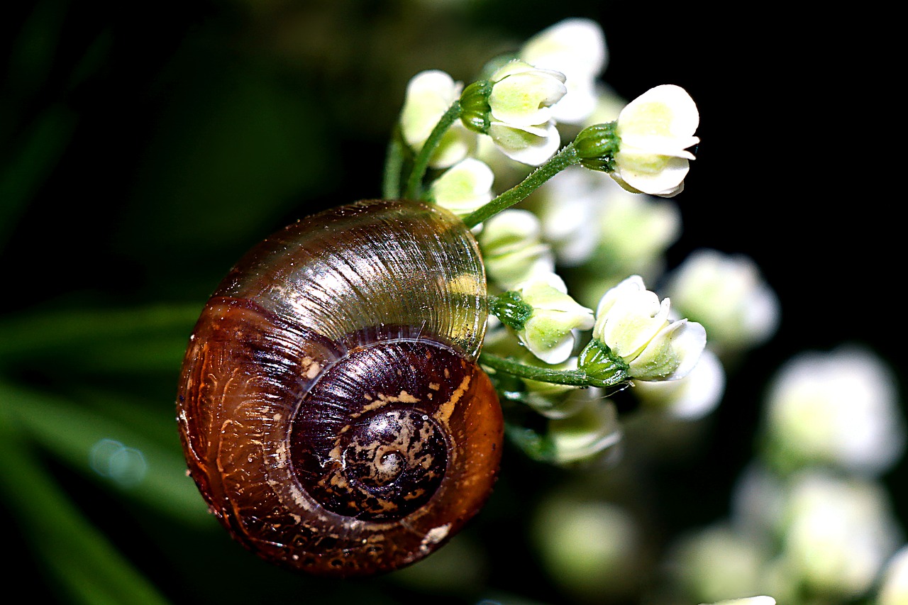 seashell  snail  macro free photo