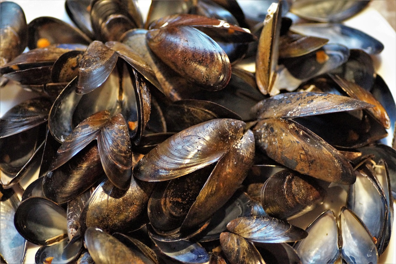 seashell  mussels  edible free photo