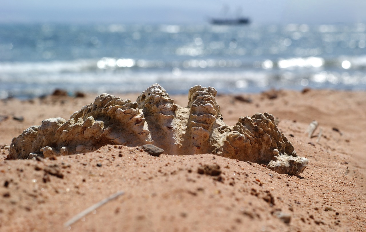 seashell  beach  sea free photo