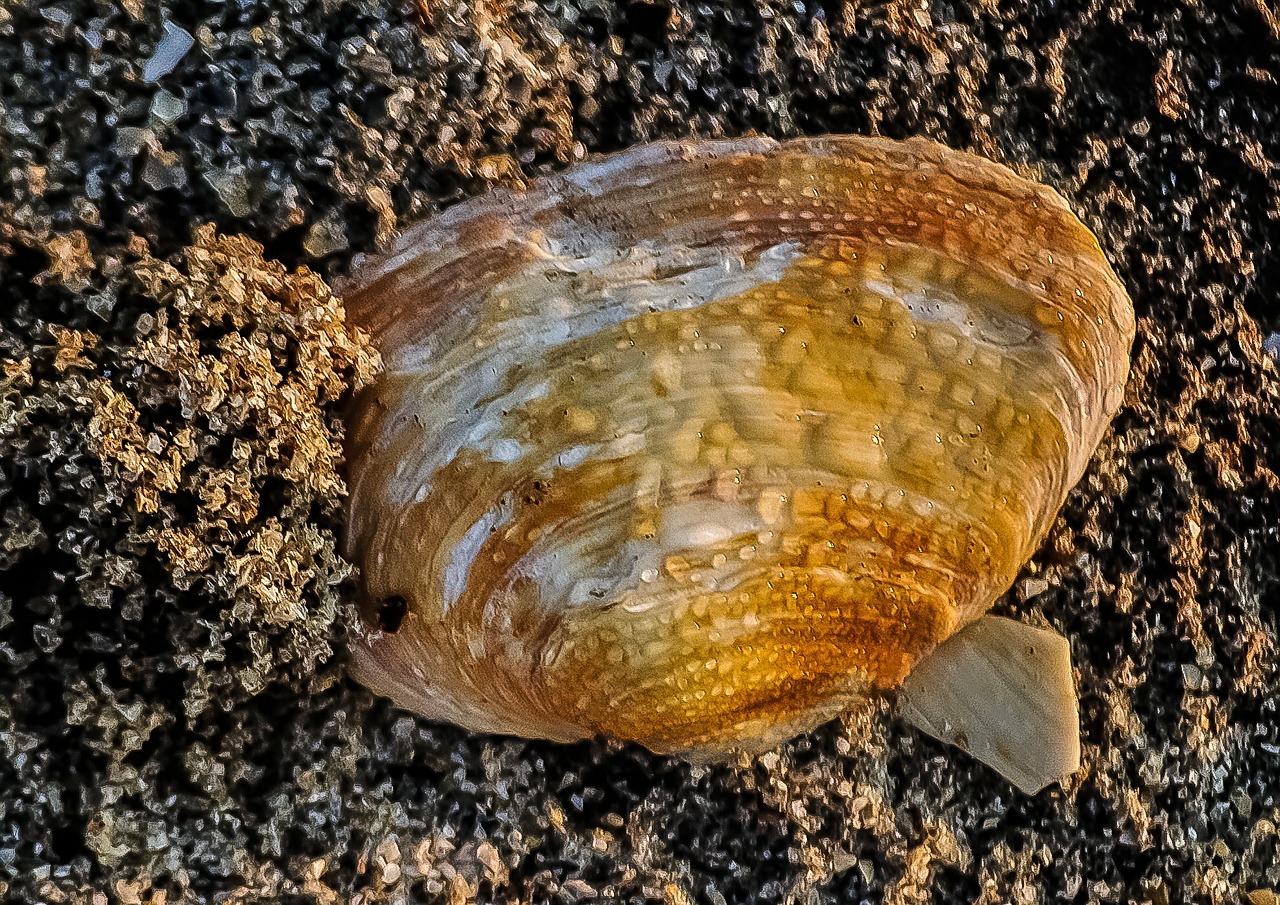 seashell shellfish mussel free photo