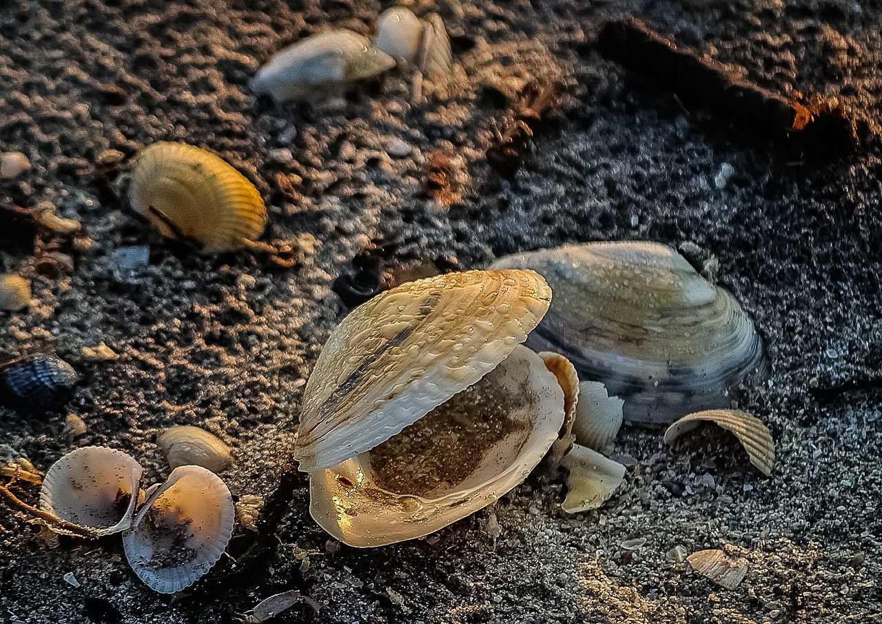 seashell shellfish mussel free photo