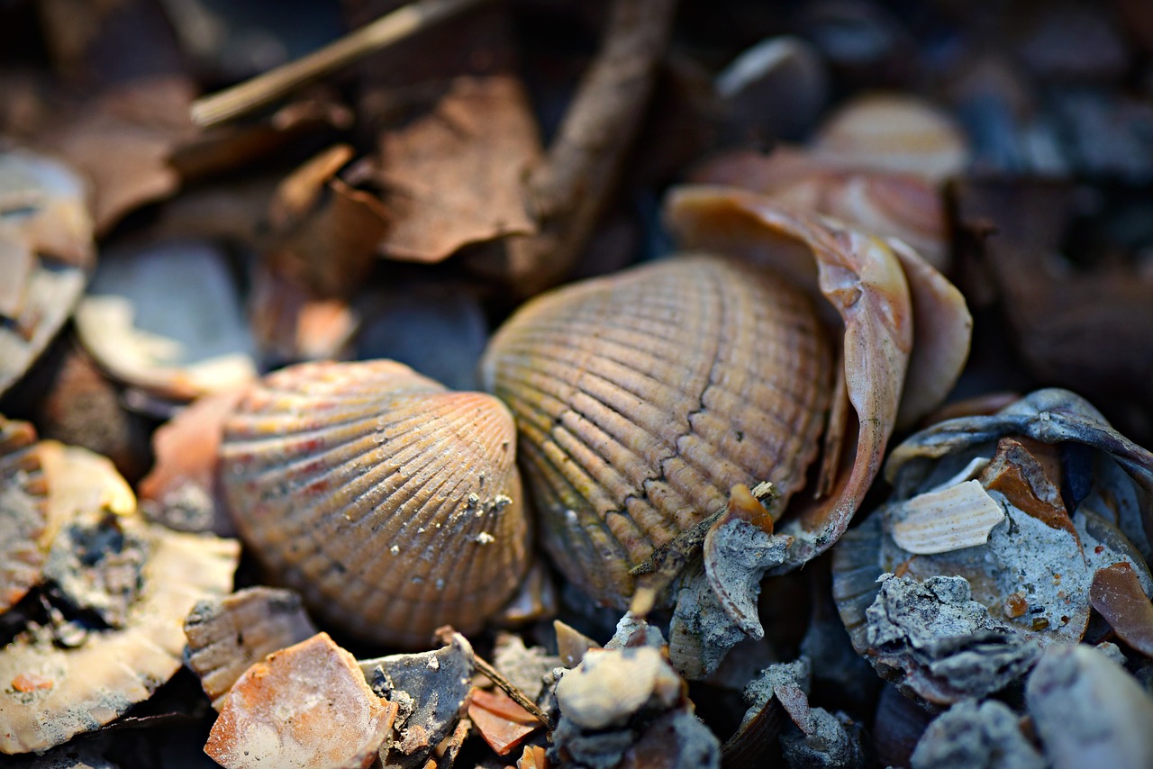 seashell  cockle  mollusc free photo
