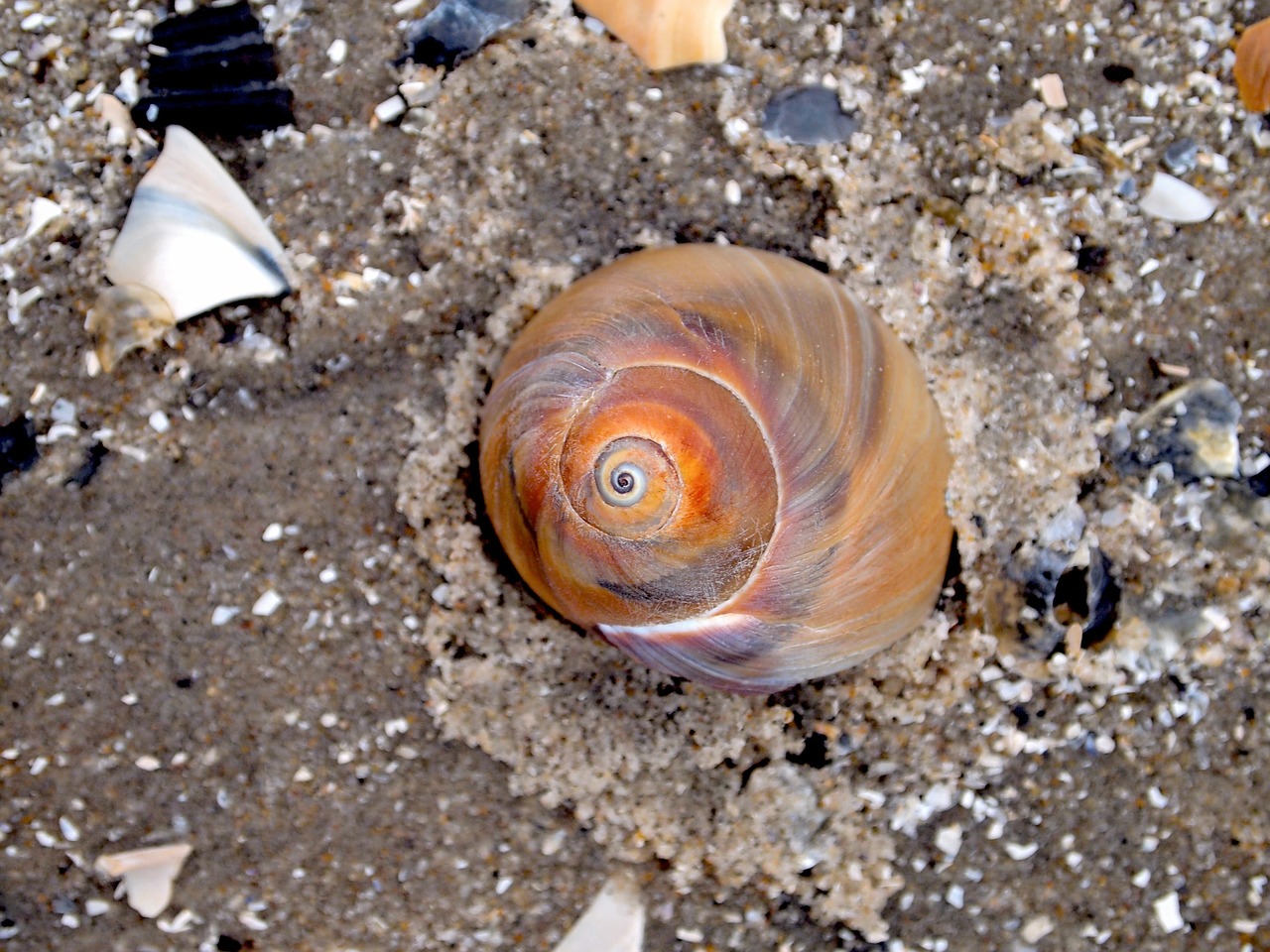 seashell shell sand free photo