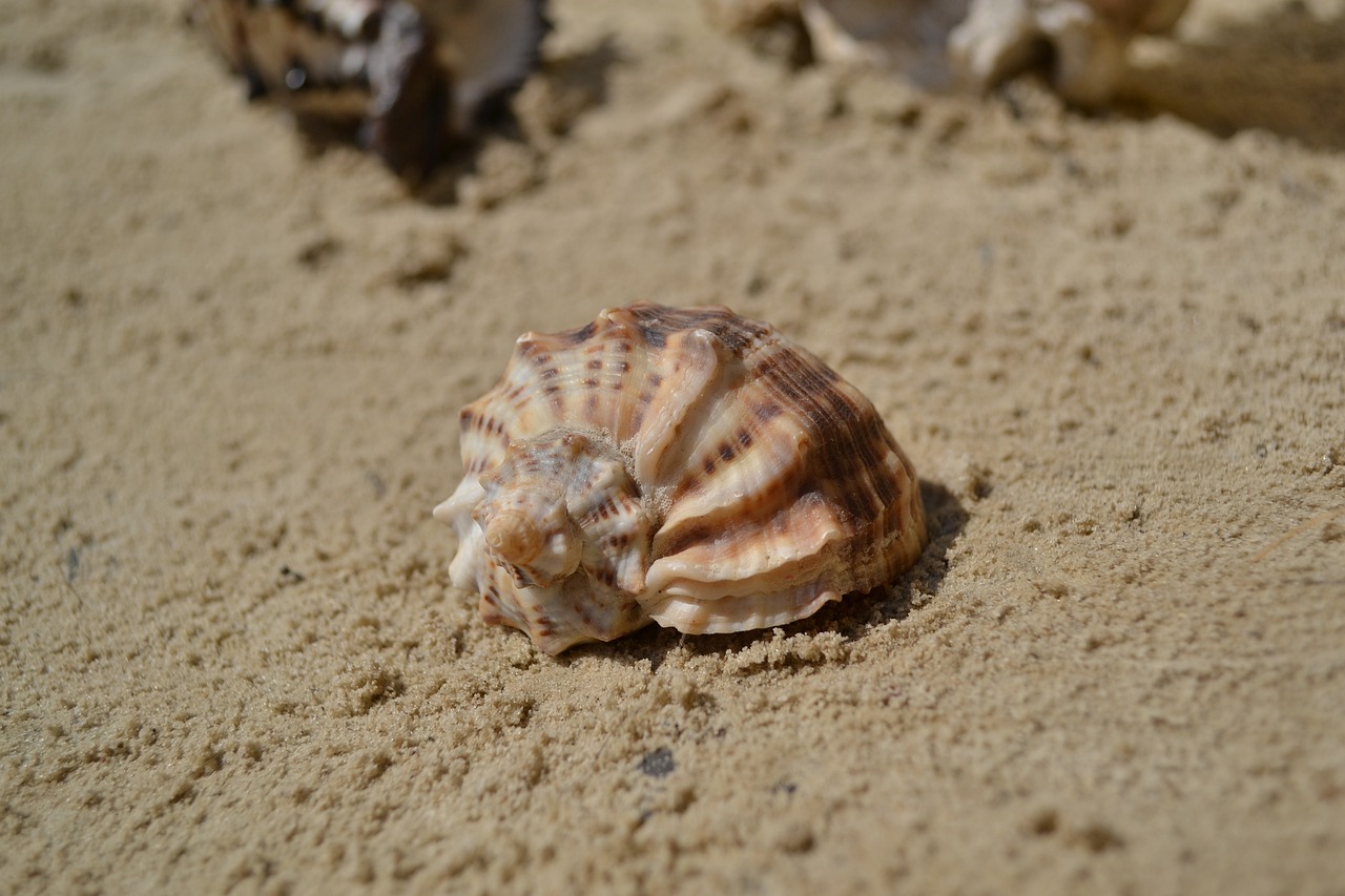 seashell  summer  vacation free photo