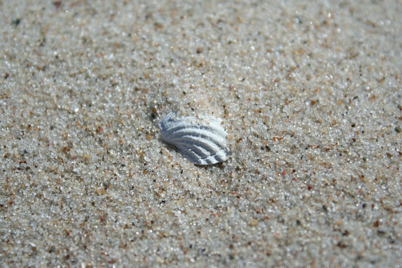 seashell sand beach free photo