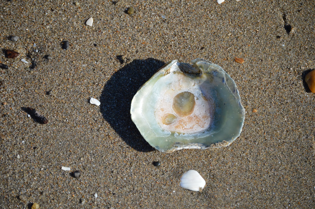 seashell beach shore free photo