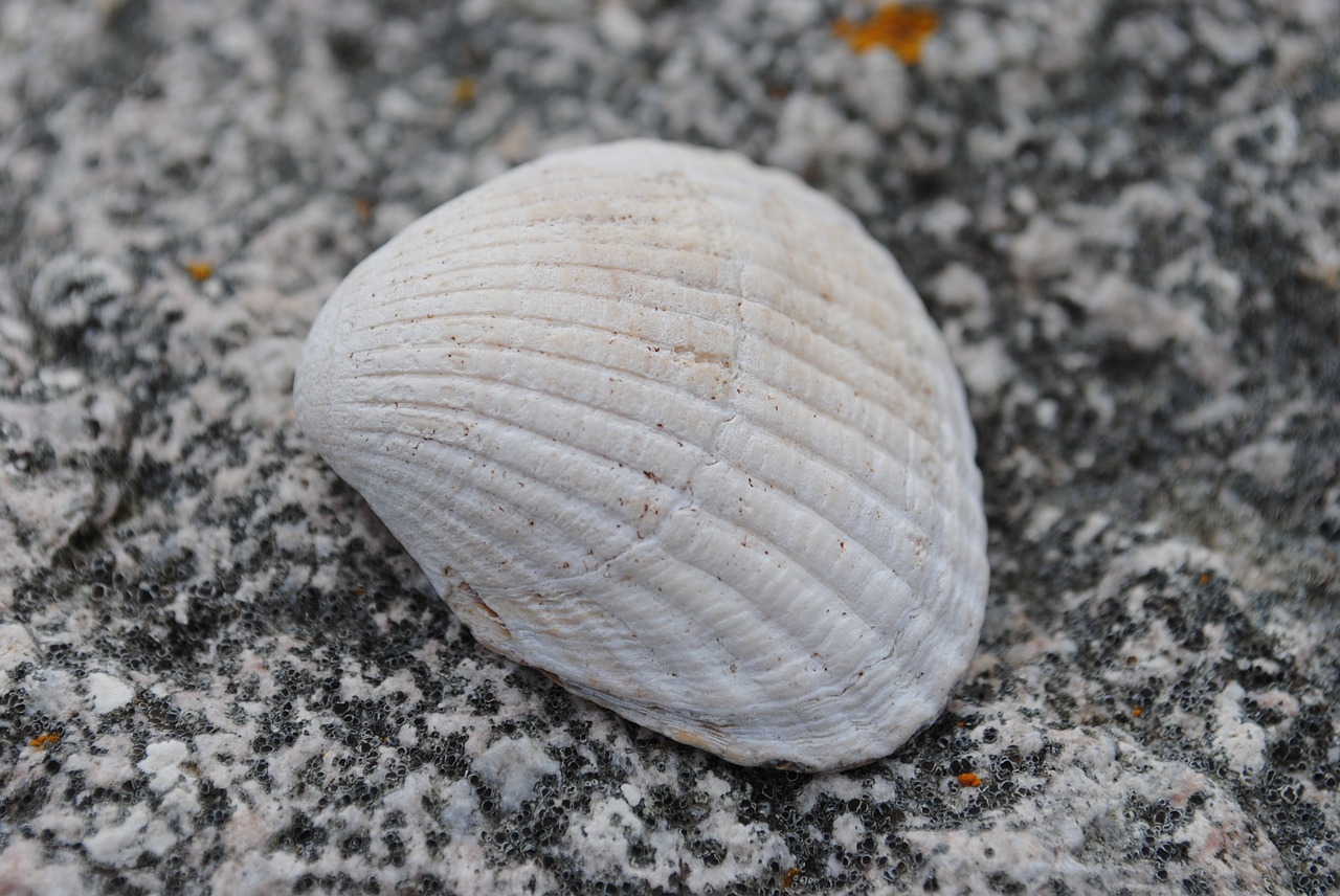seashell stone beach free photo