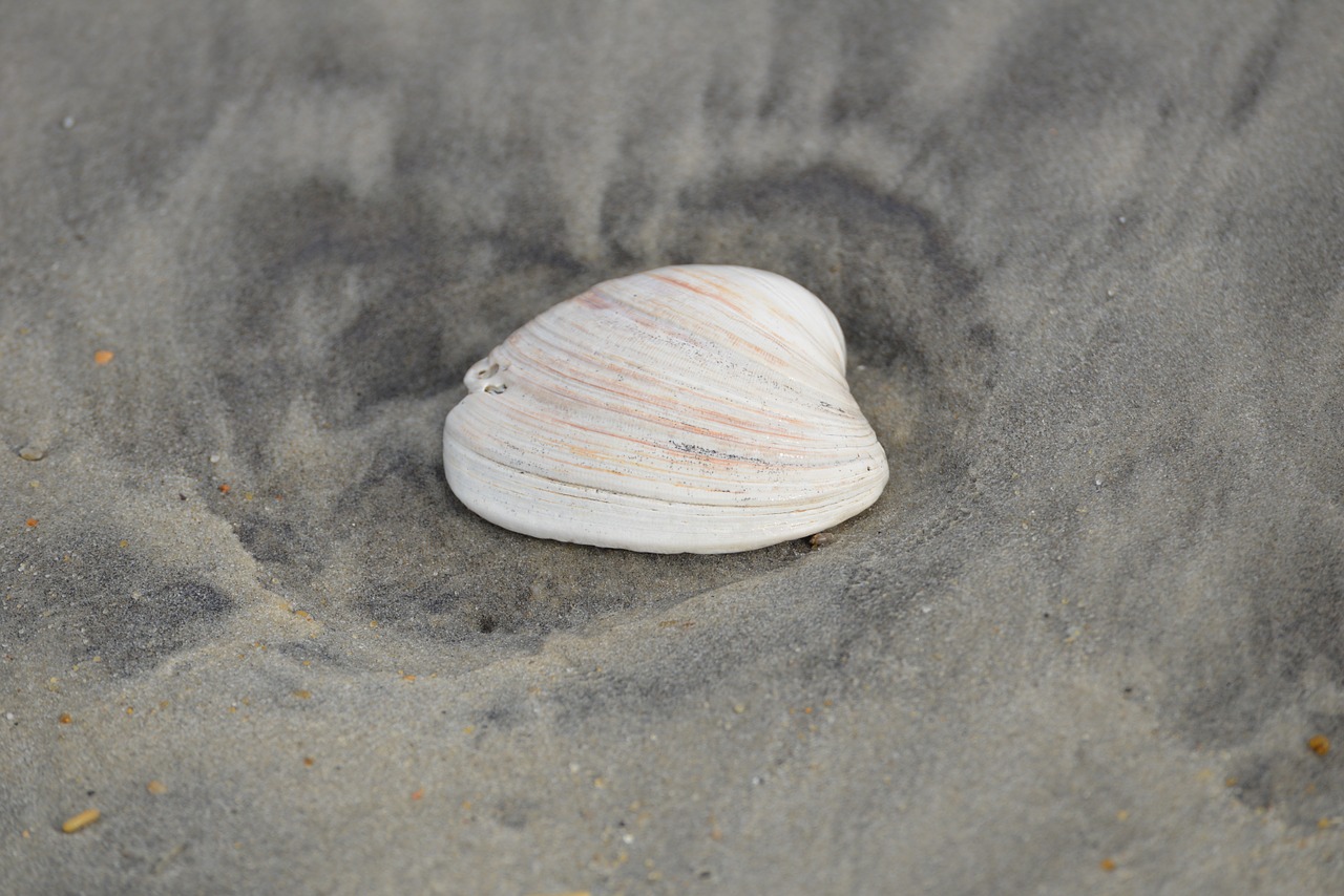 seashell sea shell sand free photo