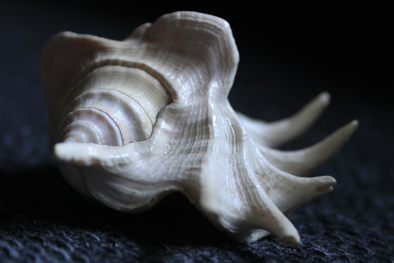 seashell shell animal free photo