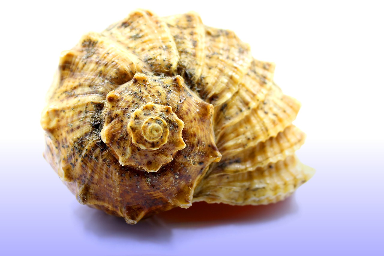 seashell sea the clams free photo