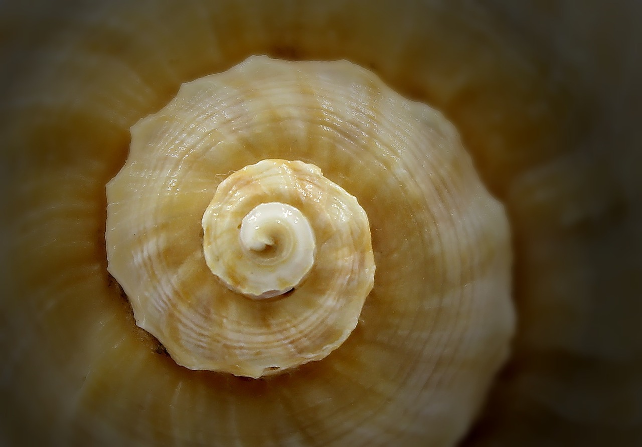 seashell spiral sea free photo