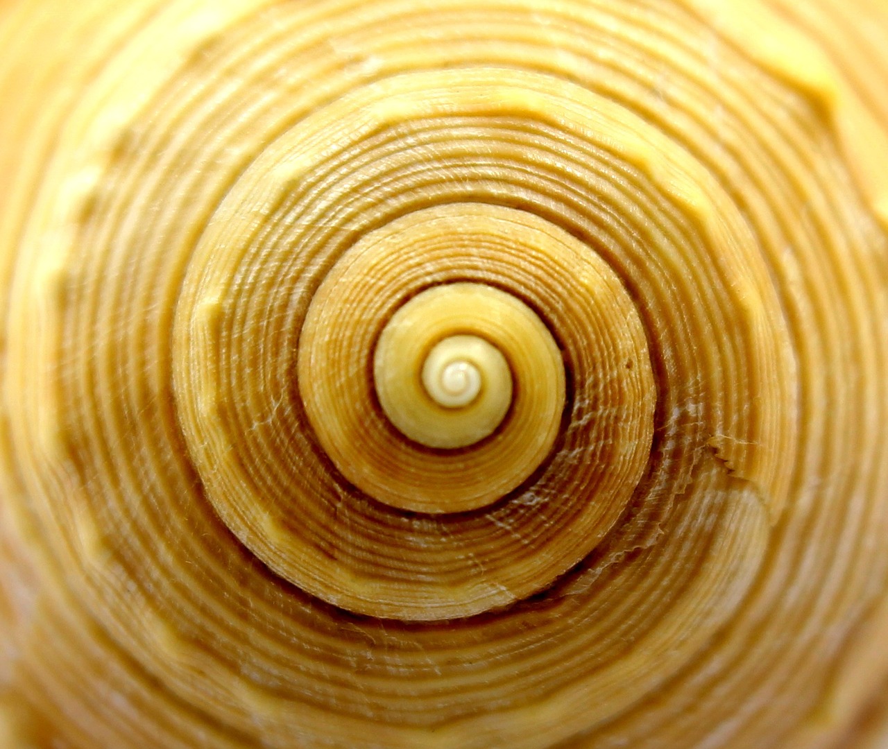 seashell spiral sea free photo