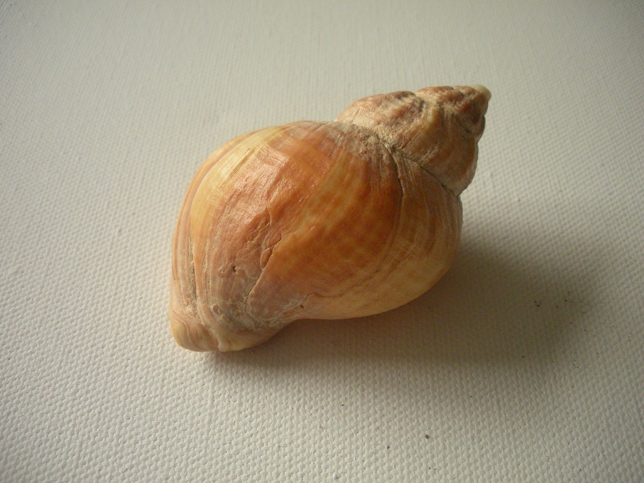 seashell shell beach shell free photo