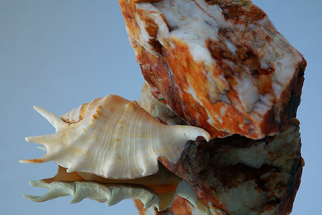 seashell rock stone free photo