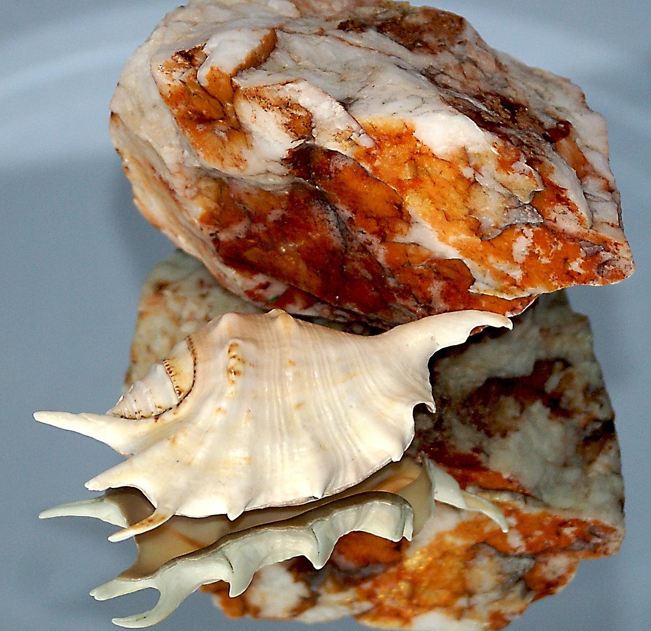 seashell rock stone free photo