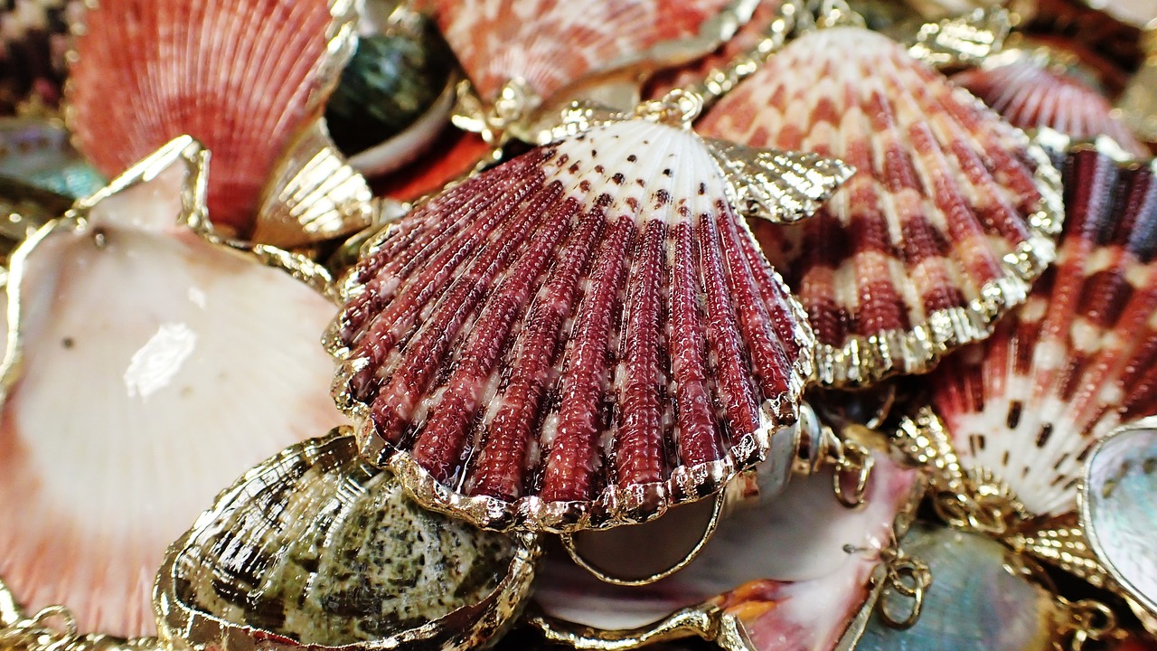 seashells jewelry sea free photo